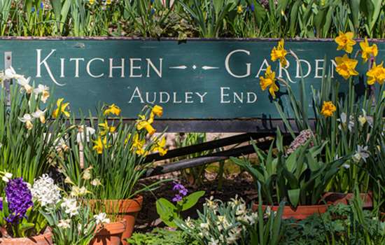 A wooden cart with writing that reads, 'Kitchen Garden, Audley End', filled with and surrounded by a variety of flowers, including daffodils.