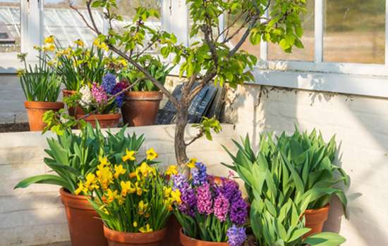 A variety of brightly coloured potted flowers in a greenhouse at Audley End.