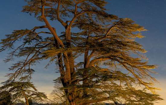 A Cedar of Lebanon tree underneath a dark sky.